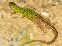 Lacerta agilis female Chalaubani, Kakheti, Georgia 20180426_1706