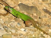 Lacerta agilis male Chalaubani, Kakheti, Georgia 20180426_1708