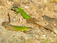 Lacerta agilis male and female Chalaubani, Kakheti, Georgia 20180426_1716