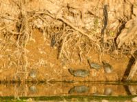 Mauremys leprosa leprosa Oued Ksob River Mounth, Essaouria, Morocco 20180225_0437