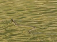 Natrix natrix 1.5 km SSE Aderbiyevka, Krasnodar, Russia 20160911_0964