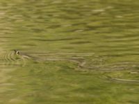 Natrix natrix 1.5 km SSE Aderbiyevka, Krasnodar, Russia 20160911_0967