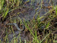 Natrix natrix Axelsgård, Rammsjöstrand, Båstad, Skåne, Sweden 20170709_0148