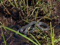 Natrix natrix Axelsgård, Rammsjöstrand, Båstad, Skåne, Sweden 20170709_0153