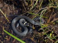 Natrix natrix Axelsgård, Rammsjöstrand, Båstad, Skåne, Sweden 20170709_0156