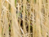 Natrix natrix Fågeltornet, Klagshamns udde, Malmö, Skåne, Sweden 20190426_0027