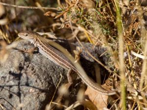 Podarcis tauricus - Balcan Wall Lizard