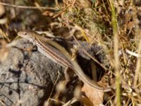 Podarcis tauricus female Demergy, Crimea, Russia 20150918_0032