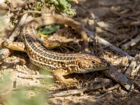 Psammodromus hispanicus Oued Tamri River Mouth, Tamri, Morocco 20180225_0154