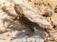 Psammodromus hispanicus Oued Tamri River Mouth, Tamri, Morocco 20180225_0157