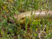 Pseudopus apodus Valley 8 km W Udabno, Kakheti, Georgia 20180429_0328