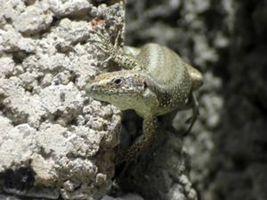 Teira dugesii - Madeira Wall Lizard - Madeiramurödla