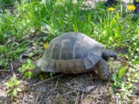 Testudo graeca ibera Ananuri, Mtskheta-Mtianeti, Georgia 20180426_3266