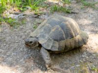 Testudo graeca ibera Ananuri, Mtskheta-Mtianeti, Georgia 20180426_3270