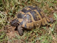 Testudo hermanni Akseki new site, Turkey 20120625 010