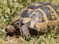 Testudo hermanni Akseki new site, Turkey 20120625 155