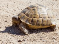 Testudo hermanni Nemrut Dagi, Turkey 20120704 571