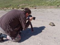 Testudo hermanni Nemrut Dagi, Turkey 20120704 576