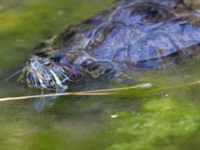 Trachemys scripta Demergy, Crimea, Russia 20150918_0003