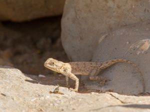 Trapeles mutabilis - Desert Agama - Rödfläckig dvärgagam