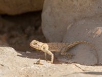 Trapelus mutabilis Cap Rihr, Morocco 20180225_0011