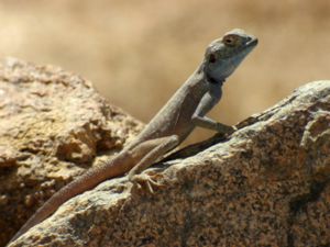 Trapelus savignii - Savigny's Agama