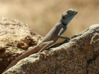 Trapelus savignii Savigny's Agama St Catherine, Egypt 20090405 392