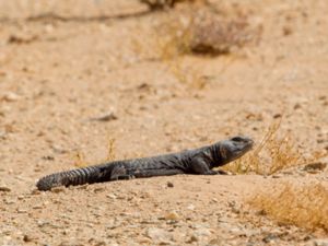 Uromastyx acanthinura - North-African Mastigure