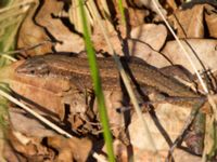 Zootoca vivipara Gäddängen, Hörby, Skåne, Sweden 20140419_0059