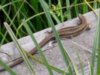 Zootoca vivipara Hunneröds mosse, Svedala, Skåne, Sweden 20160717_0086