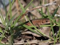 Zootoca vivipara Silvåkratornet, Krankesjön, Lund, Skåne, Sweden 20110425 076