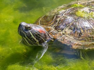 Trachemys scripta - Red-eared Slider - Rödörad vattensköldpadda