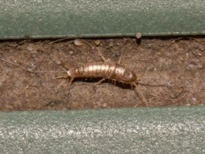 Lepisma saccharina - Silverfish - Silverfisk