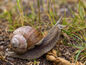 Mollusca - Molluscs - Blötdjur