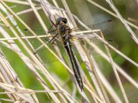 Cordulia shurtleffii Coleman Creek, Glenn Highway, Alaska, USA 20140628B_0197