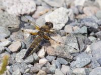 Libellula quadrimaculata Reflection Lake, Anchorage, Alaska, USA 20140623_0508