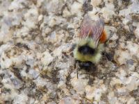 Bombus lapponicus Milepost 13, Denali Highway, Alaska, USA 20140627_0347