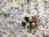 Bombus lapponicus Milepost 13, Denali Highway, Alaska, USA 20140627_0355