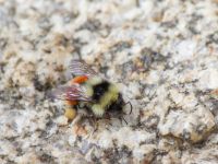 Bombus lapponicus Milepost 13, Denali Highway, Alaska, USA 20140627_0361