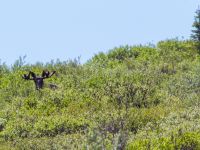 Alces americanus Council road-Safety Sound, Nome, Alaska, USA 20140621_0494