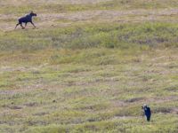 Alces americanus ad female Coffee Dome, Nome, Alaska, USA 20140620_0788