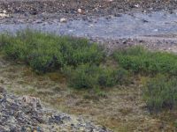 Canis lupus Polychrome Pass, Denali National Park, Alaska, USA 20140625_0018