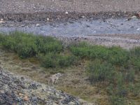 Canis lupus Polychrome Pass, Denali National Park, Alaska, USA 20140625_0019