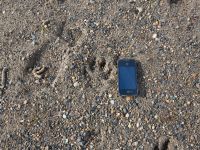 Canis lupus familiaris Winter Trail, Barrow, Alaska, USA 20140701_0774