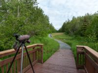 Potter Marshes, Anchorage, Alaska, USA 20140615_0307-151