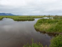 Potter Marshes, Anchorage, Alaska, USA 20140615_0310-157