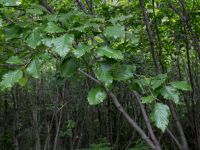 Alnus sinuata Exit Glacier road, Seward, Alaska, USA 20140615_0281527