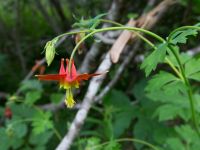 Aquilegia formosa Exit Clacier road, Seward, Alaska, USA 20140615_0287533