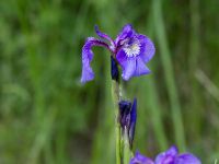 Iris setosa Potter Marshes, Anchorage, Alaska, USA 20140615_0494244