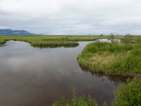 Potter Marshes, Anchorage, Alaska, USA 20140615_0310-157